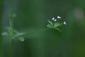 Attēlu rezultāti vaicājumam “Galium trifidum”