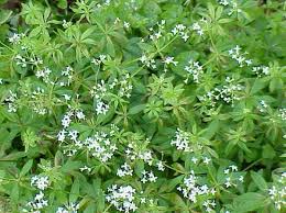 Attēlu rezultāti vaicājumam “Galium odoratum leaf”