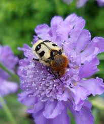 Attēlu rezultāti vaicājumam “Trichius fasciatus”