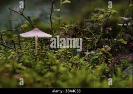 Attēlu rezultāti vaicājumam “Mycena rosella”