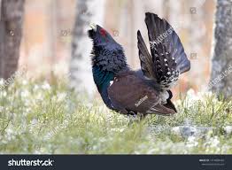 Attēlu rezultāti vaicājumam “Tetrao urogallus male”