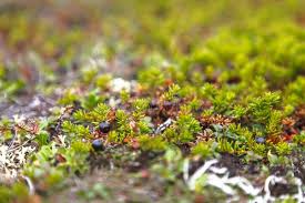 Attēlu rezultāti vaicājumam “Empetraceae”