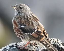 Image result for Prunella collaris