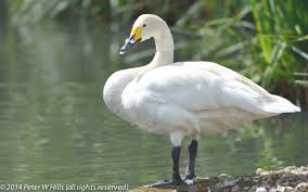 Attēlu rezultāti vaicājumam “Cygnus columbianus”