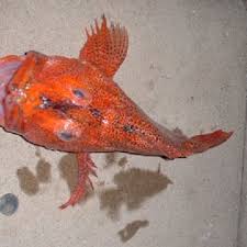 Image result for Caranx bartholomaei