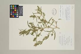 Attēlu rezultāti vaicājumam “Corispermum hyssopifolium fruit”