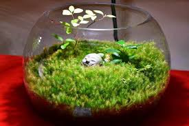 Attēlu rezultāti vaicājumam “Thuidium”