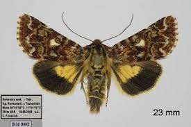 Attēlu rezultāti vaicājumam “Anarta myrtilli”