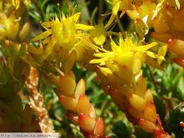 Attēlu rezultāti vaicājumam “Sedum acre fruit”