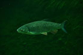 Image result for Squalius cephalus cavedanus