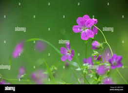 Attēlu rezultāti vaicājumam “Geranium palustre”