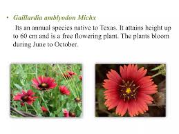 Image result for Gaillardia amblyodon