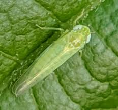 Attēlu rezultāti vaicājumam “Empoasca sp.”