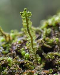 Attēlu rezultāti vaicājumam “Barbilophozia barbata”