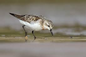 Image result for Calidris ruficollis