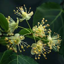 Attēlu rezultāti vaicājumam “Tilia cordata flower”
