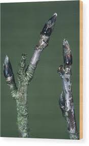 Attēlu rezultāti vaicājumam “Sorbus aucuparia bud”