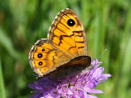 Attēlu rezultāti vaicājumam “Lasiommata megera”