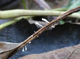 Attēlu rezultāti vaicājumam “Typhula setipes”