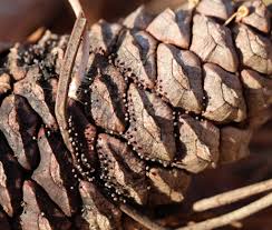 Attēlu rezultāti vaicājumam “Craterium leucocephalum spores”