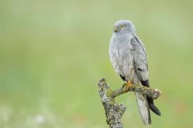 Attēlu rezultāti vaicājumam “Circus pygargus”