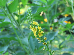 Attēlu rezultāti vaicājumam “Agrimonia pilosa flower”