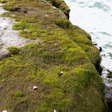 Attēlu rezultāti vaicājumam “Hygroamblystegium varium sporophyte”