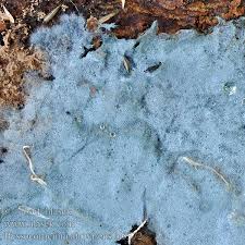 Attēlu rezultāti vaicājumam “Byssocorticium atrovirens”