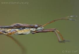 Attēlu rezultāti vaicājumam “Limnoporus rufoscutellatus”