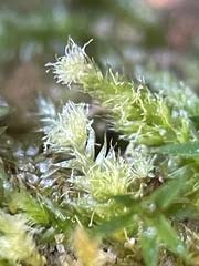 Attēlu rezultāti vaicājumam “Pseudotaxiphyllum elegans”