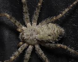 Attēlu rezultāti vaicājumam “Philodromus margaritatus”