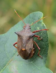 Attēlu rezultāti vaicājumam “Picromerus bidens”