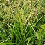 Attēlu rezultāti vaicājumam “Scirpus sylvaticus leaf”