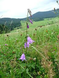 Image result for Campanula rapunculoides