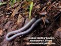 Kinabalu National Park Giant Red Leech and the Endemic Ecology