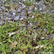 Attēlu rezultāti vaicājumam “Rorippa palustris flower”