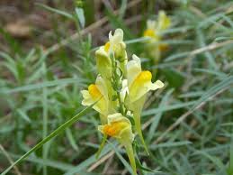 Attēlu rezultāti vaicājumam “Linaria vulgaris leaf”
