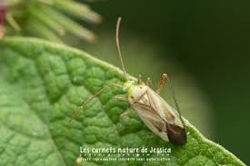 Attēlu rezultāti vaicājumam “Adelphocoris lineolatus imago”