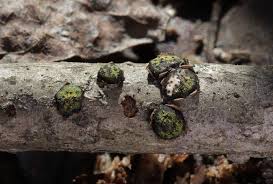 Attēlu rezultāti vaicājumam “Diatrype disciformis”