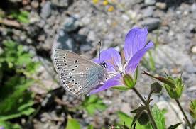 Attēlu rezultāti vaicājumam “Eumedonia eumedon underside”