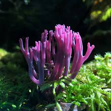 Attēlu rezultāti vaicājumam “Clavaria zollingeri”