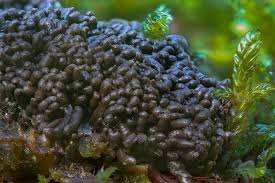 Attēlu rezultāti vaicājumam “Willkommlangea reticulata plasmodium”