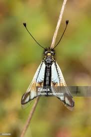 Attēlu rezultāti vaicājumam “Lycogala convexum macro”