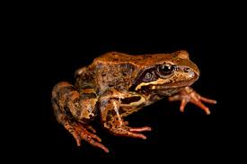 Attēlu rezultāti vaicājumam “Rana temporaria”