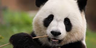 Résultat de recherche d'images pour "pandas"