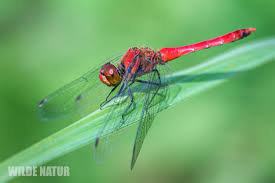 Attēlu rezultāti vaicājumam “Acanthosoma haemorrhoidale imago”