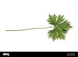 Attēlu rezultāti vaicājumam “Aconitum napellus leaf”