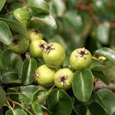 Attēlu rezultāti vaicājumam “Pyrus pyraster leaf”