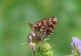 Attēlu rezultāti vaicājumam “Boloria titania”