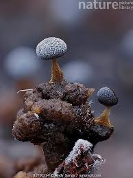 Attēlu rezultāti vaicājumam “Physarum album”